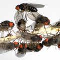Fliegen und Maden
