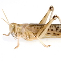 Lebendfutter