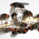 Drosophila gro ZA im 500ml Becher