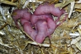 Maus nestjung