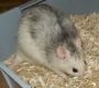 Ratte gro
