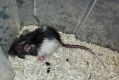 Ratte klein