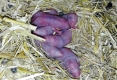 Ratte nestjung