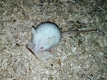 Maus mittel
